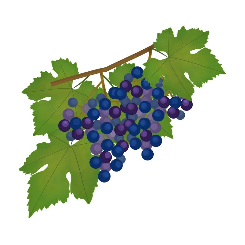 Grapes, vine, autumn, wine