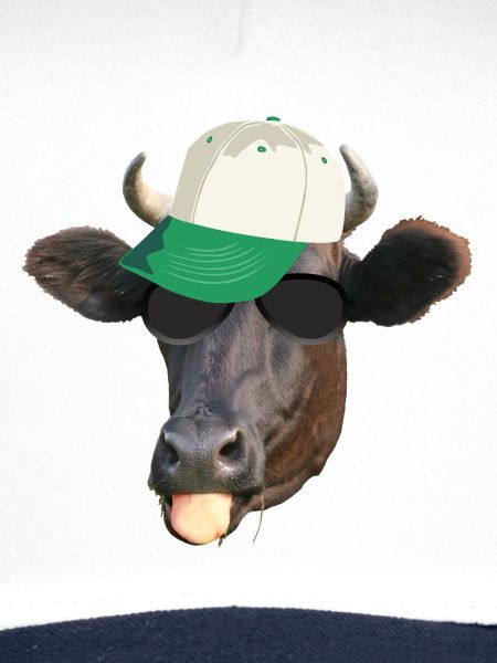 coole Kuh