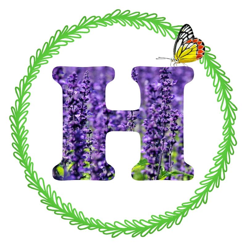 lavendel h