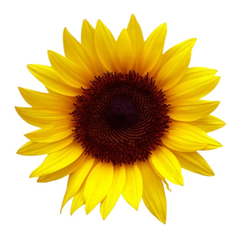 Sunflower Flowers Design