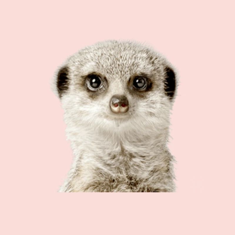 Suricate