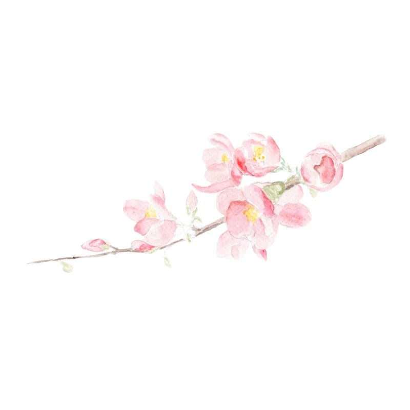 Fleur de cerisier - Sakura
