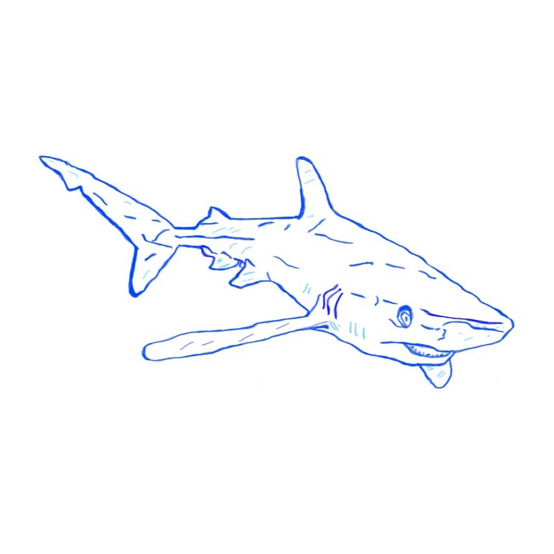 Requin en bleu