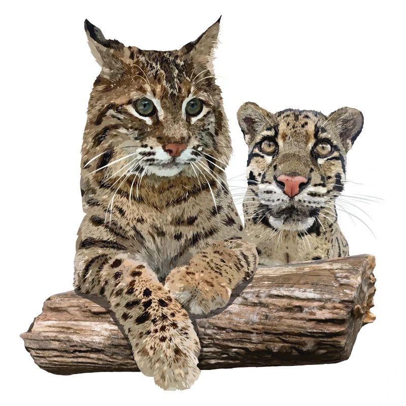 Lynx and Cloudy Leopard