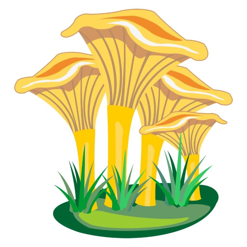 Champignons champignons