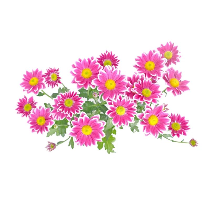 Cadeau coloré de fleurs