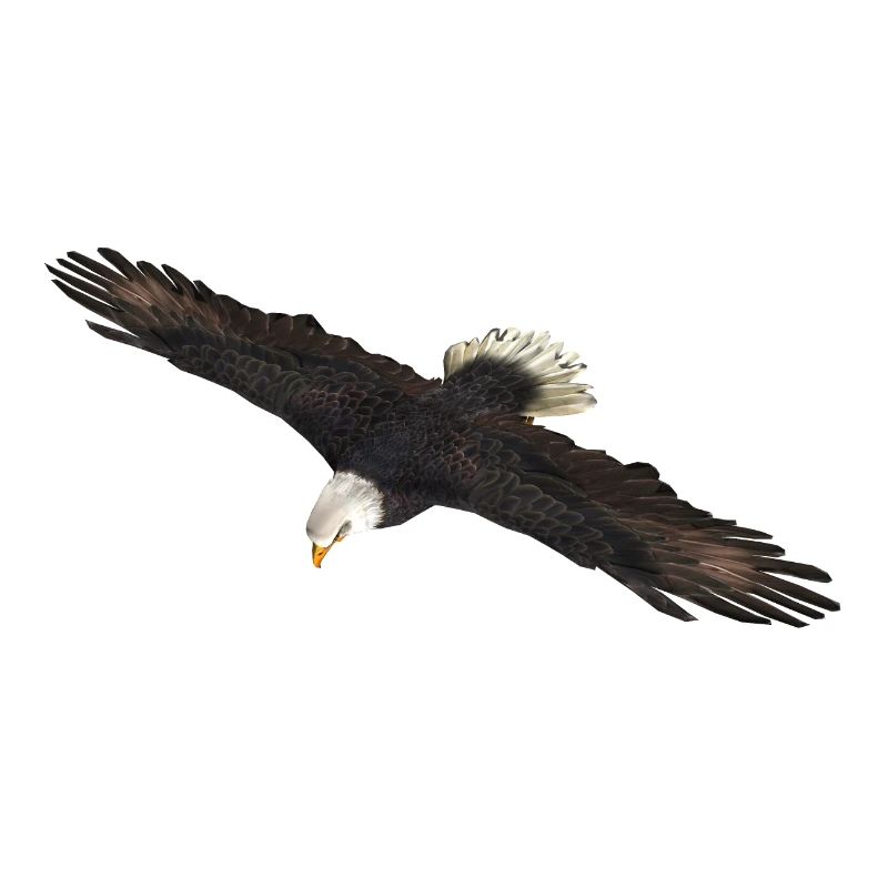 White-tailed Eagle