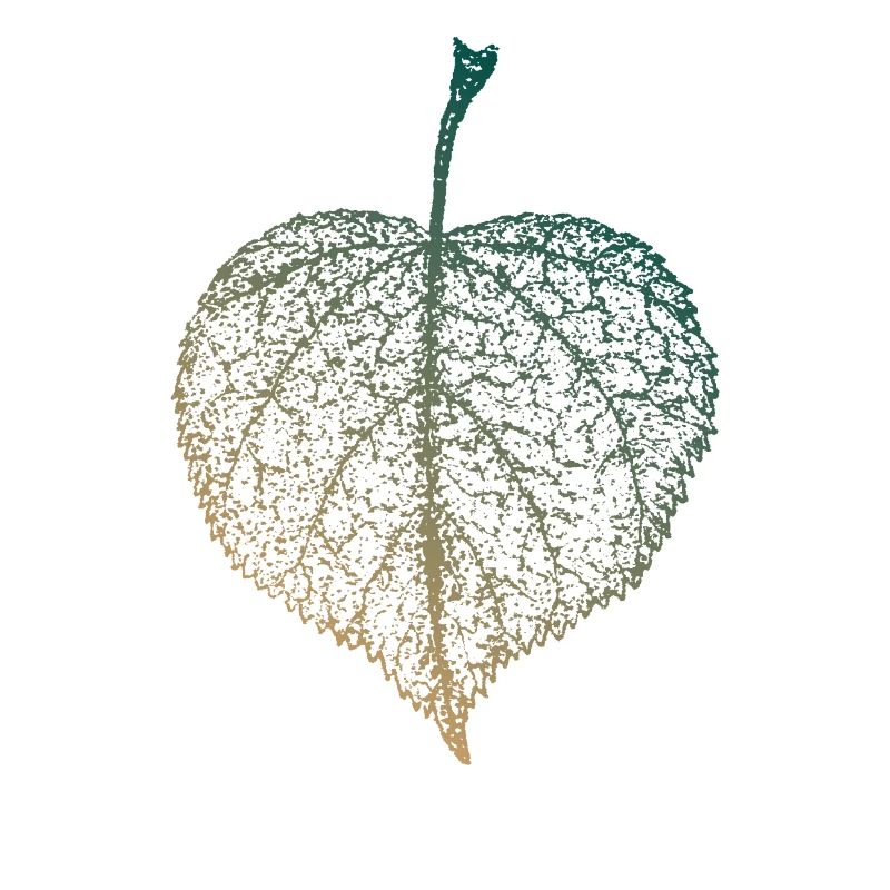Linden leaf