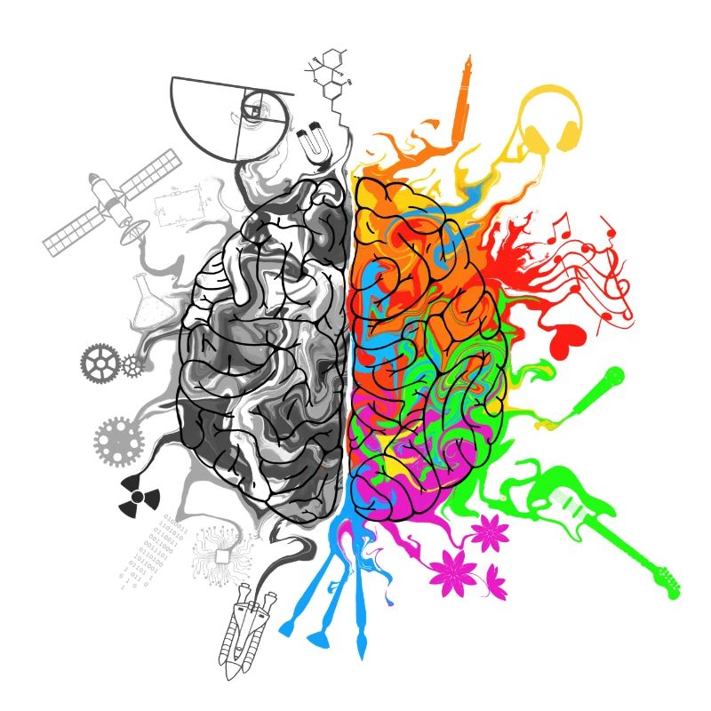 Brain halves functions