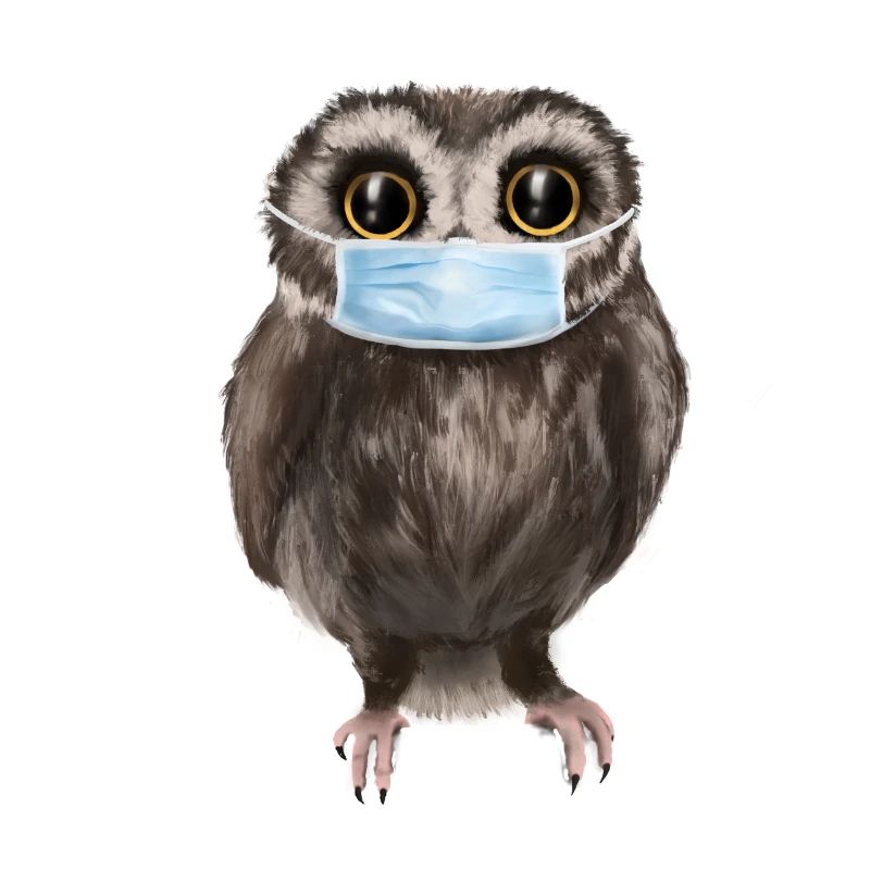 Owl with