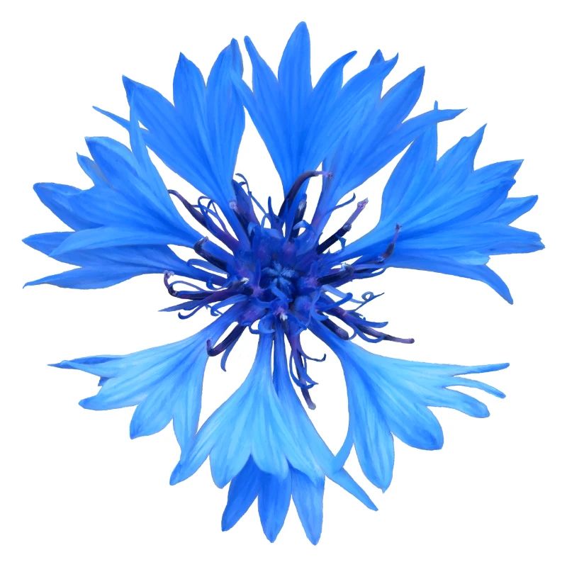 Bleuet