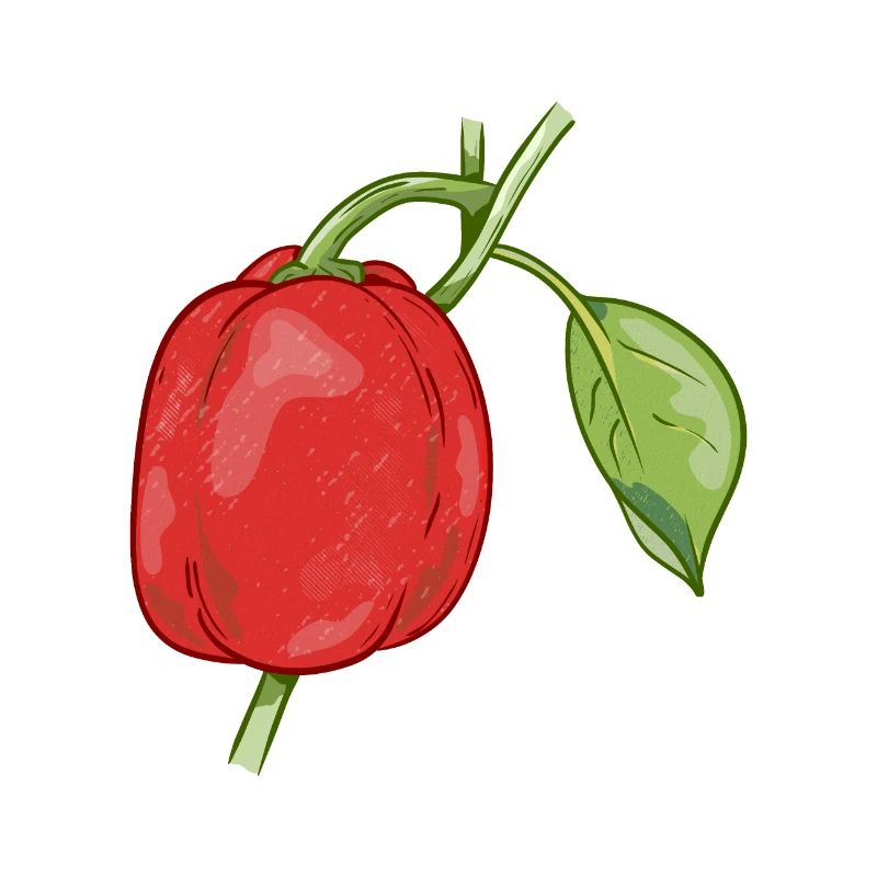 Red Pepper Vector Capsicum