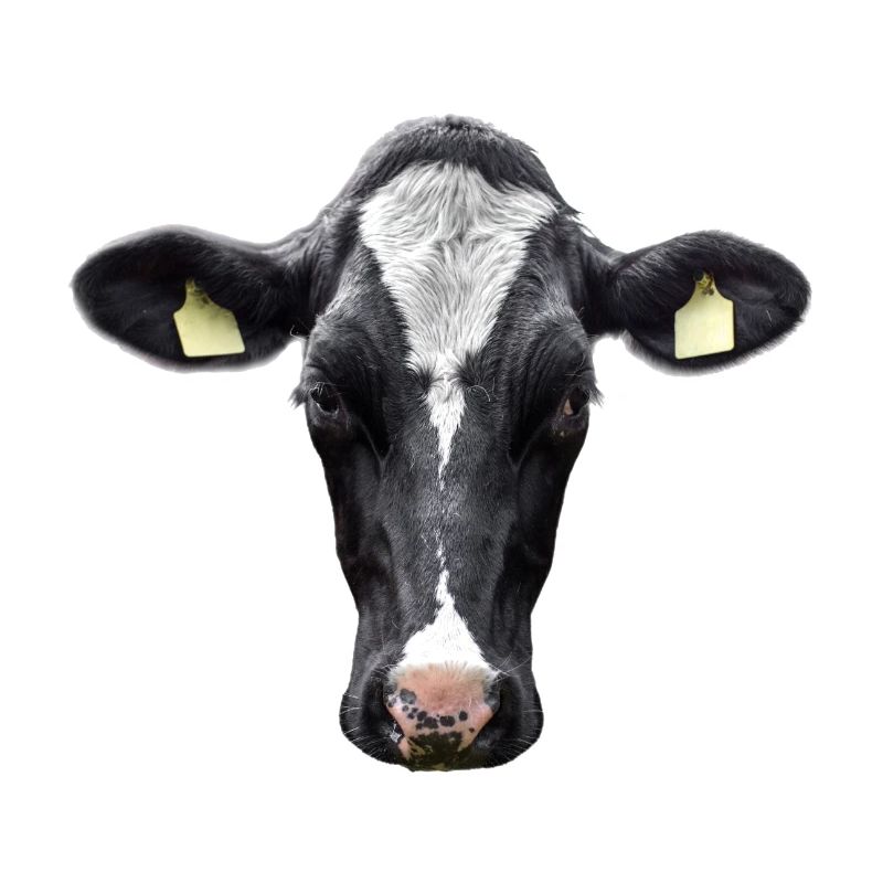 Vache stupide