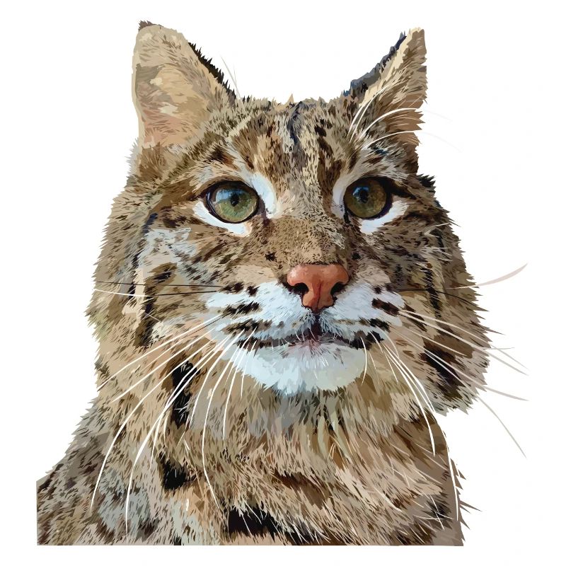 Lynx