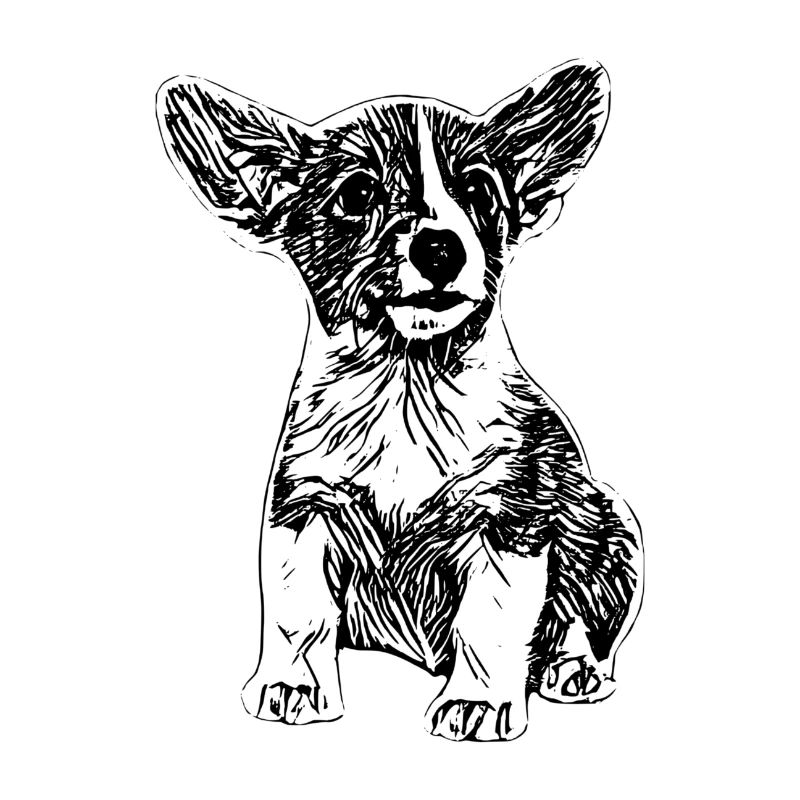Jack Russell