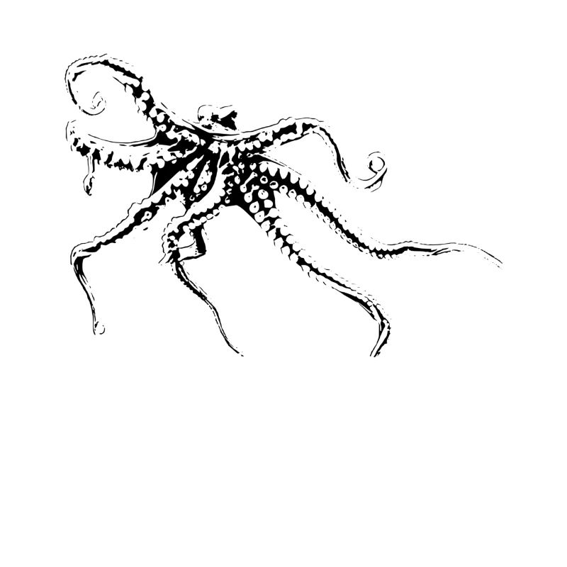 octopus