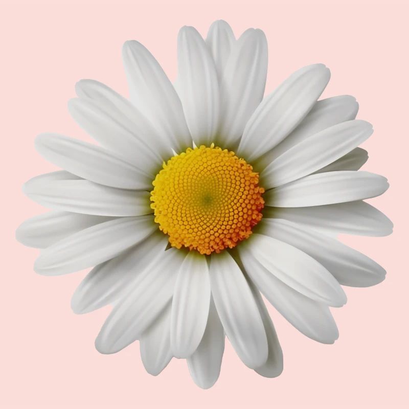 Gänseblümchen, Blume, Frühling, Sommer, Garten,