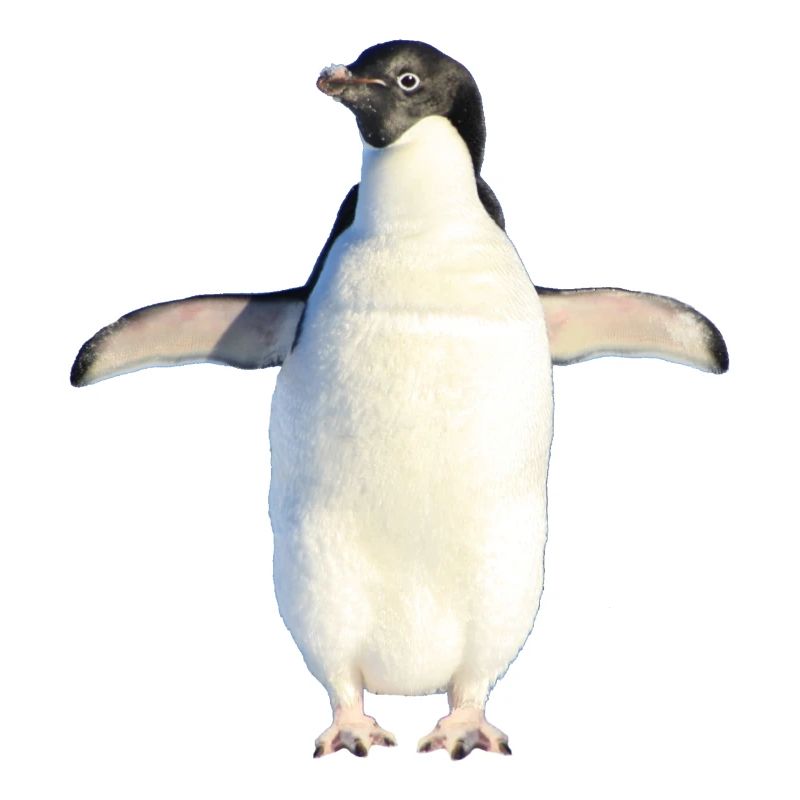doux pingouin