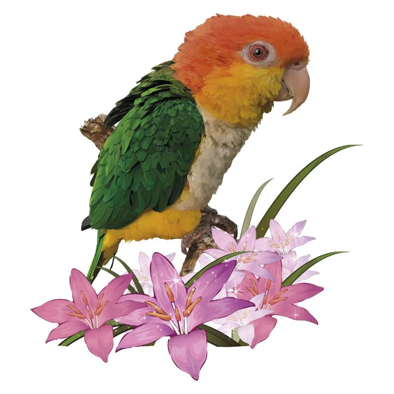 Der orangeköpfige Caique