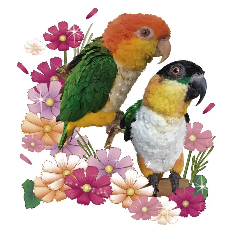 The orange-headed caique