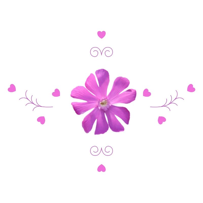 Oeillet Fleur Rose