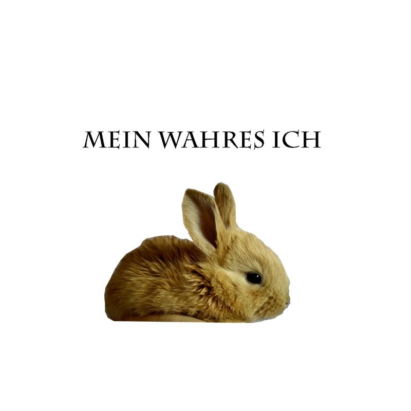 My true I rabbit