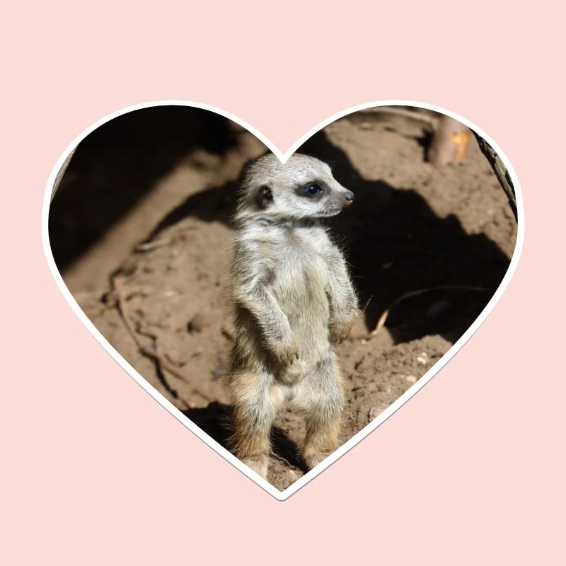 Suricate mignon