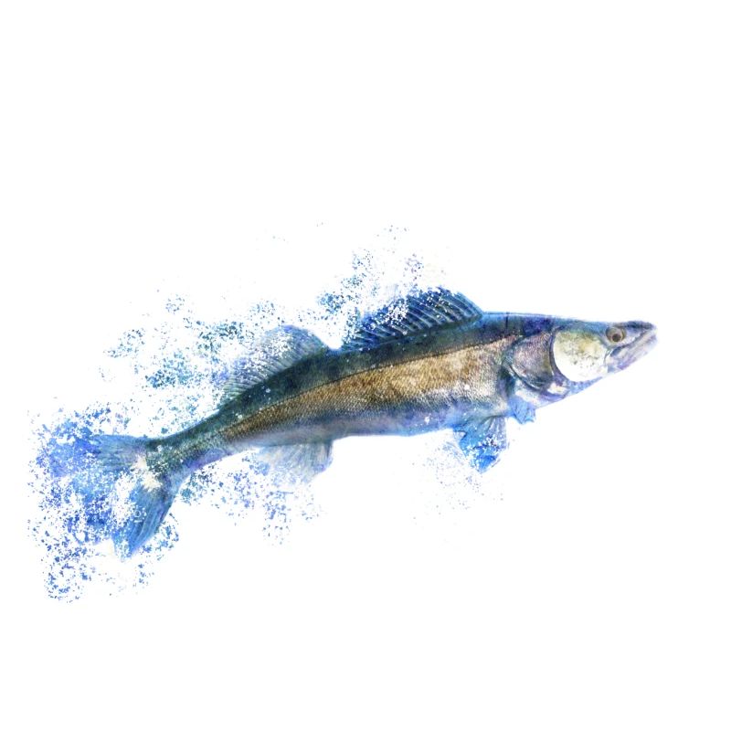 Frosty zander angler