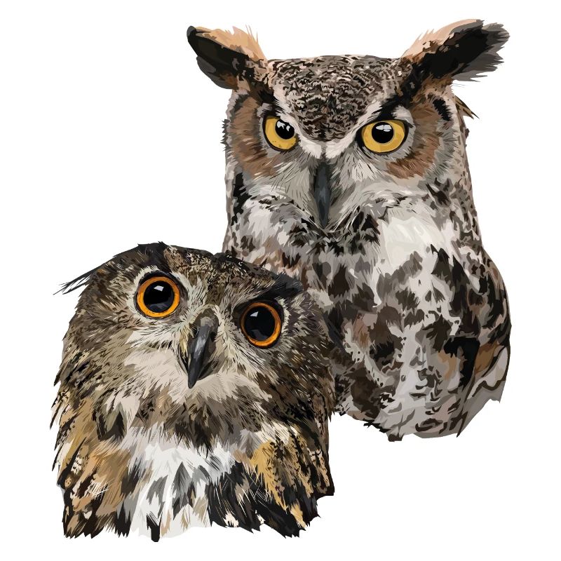 Owls