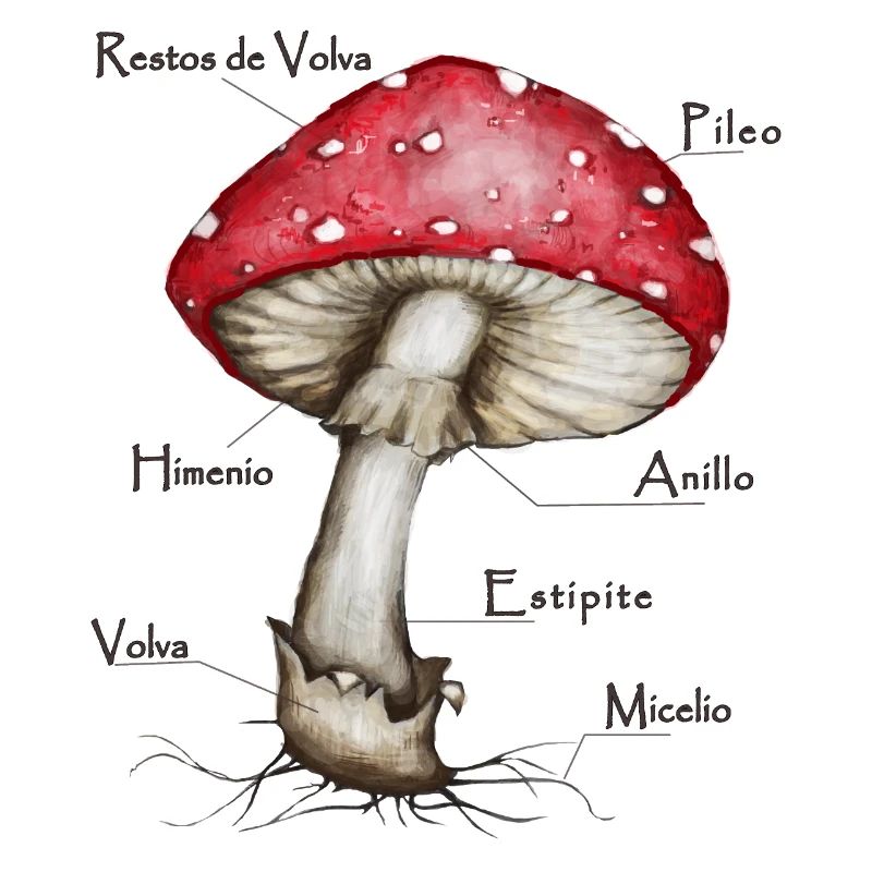 Mushroom - Fly agaric