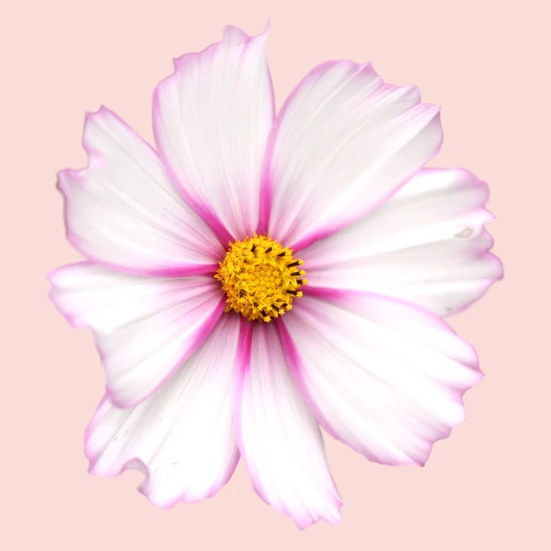 Fleur blanche