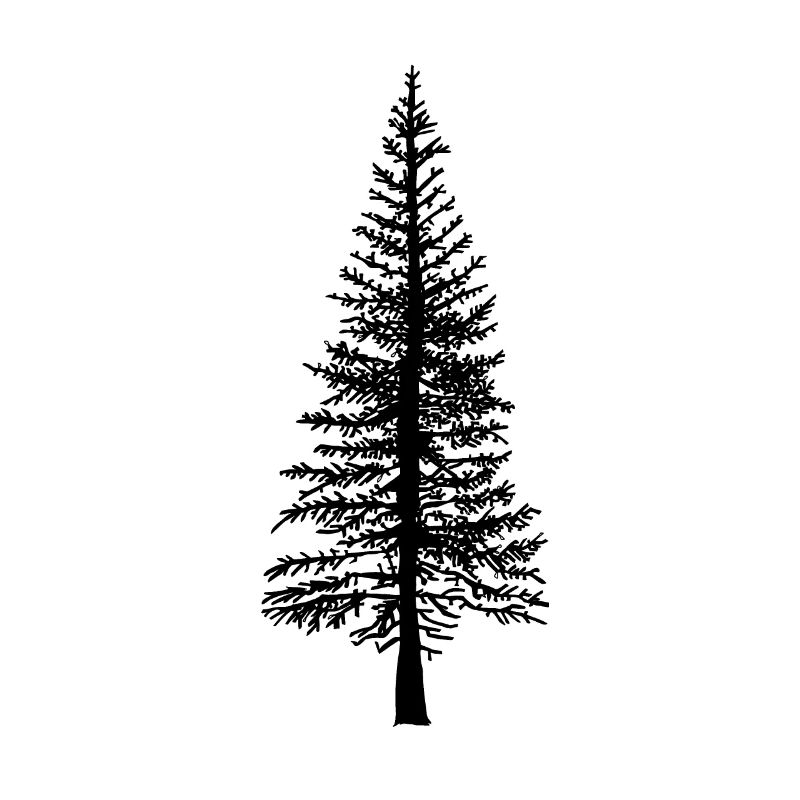 Fir tree Forest Nature Ecology Environment Trees Flora