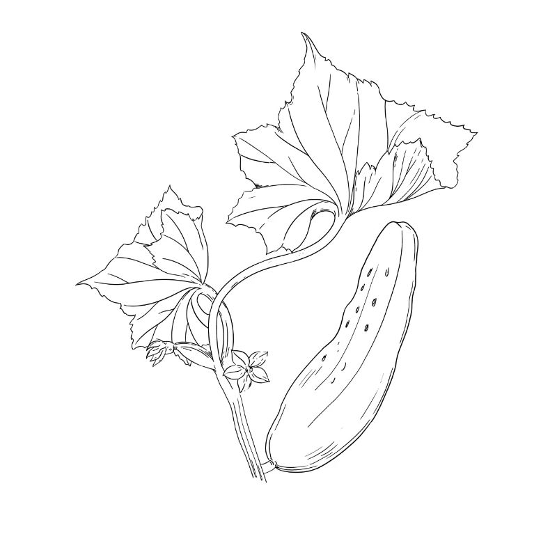 Idée de cadeau de jardin de légumes de concombre