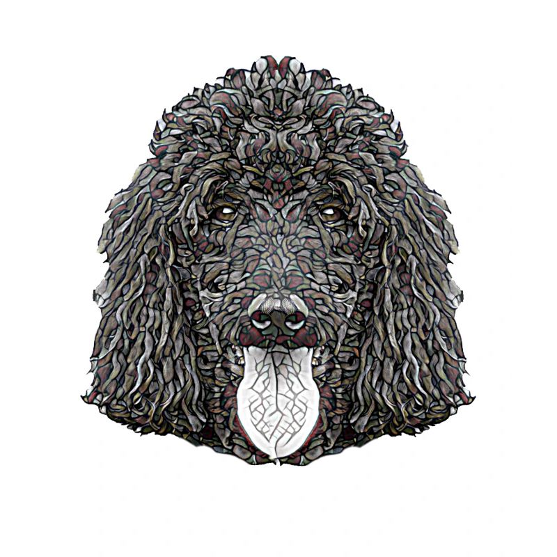 Visage de caniche standard