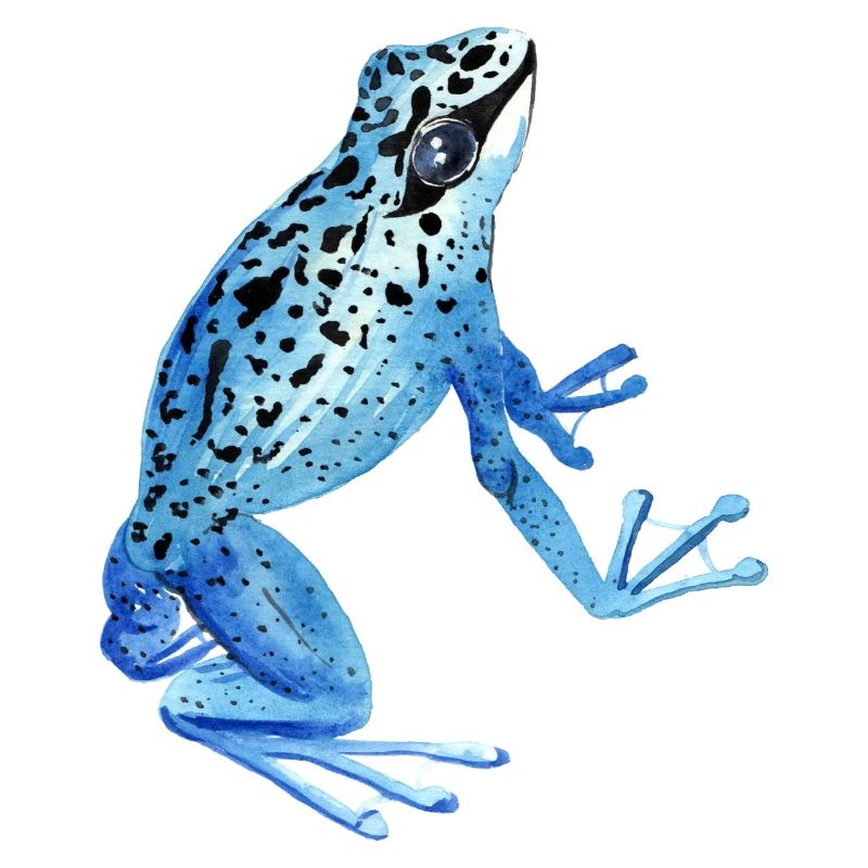 Frosch