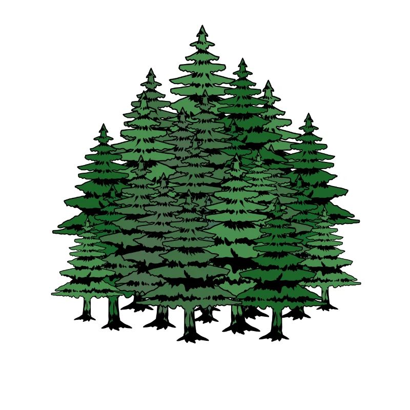 Fir trees forest wilderness nature climate