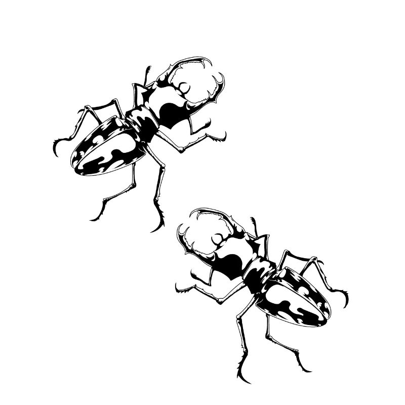Hirschkaefer insect insect ecology nature