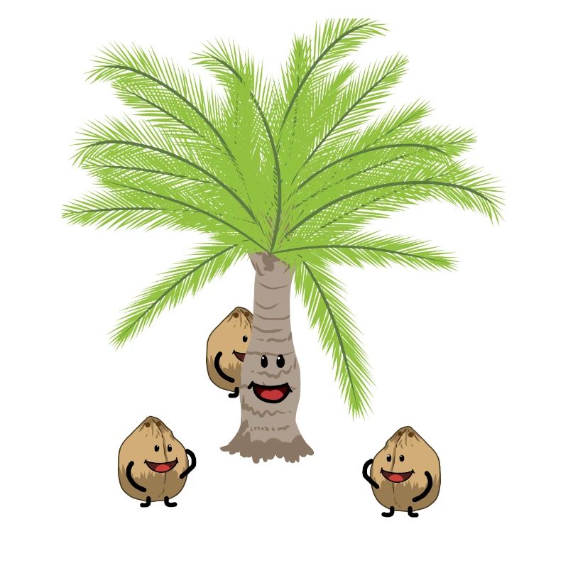 Coconut Palm Trees Nut Nuts Botanical