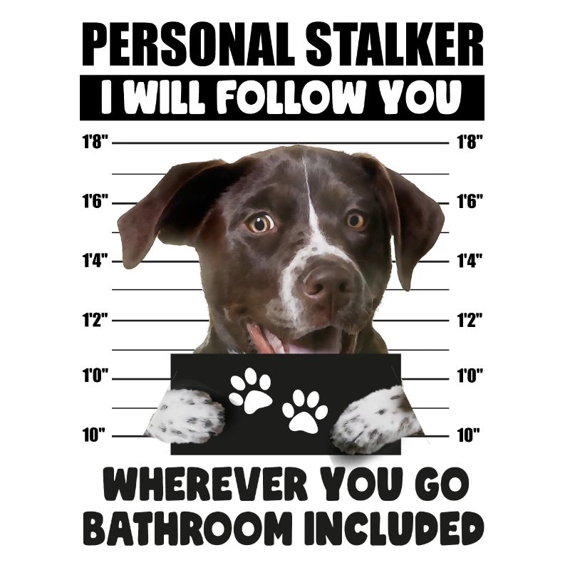 Personal Stalker Dog, German Shorthaired Pointer