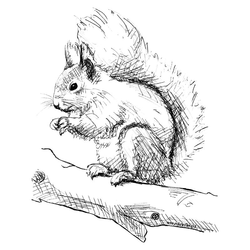 Eichhörnchen
