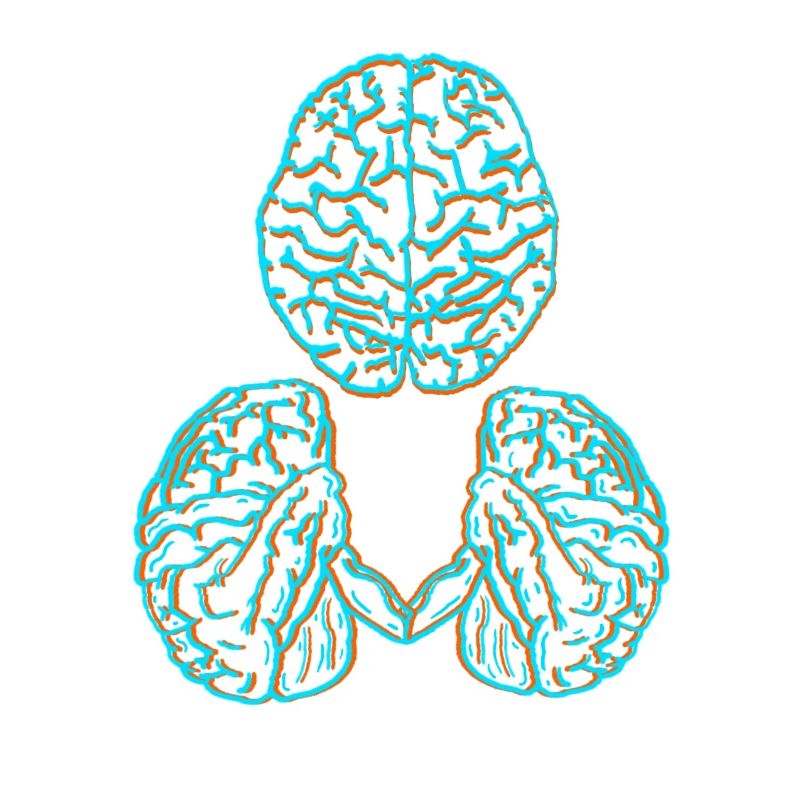 Brain