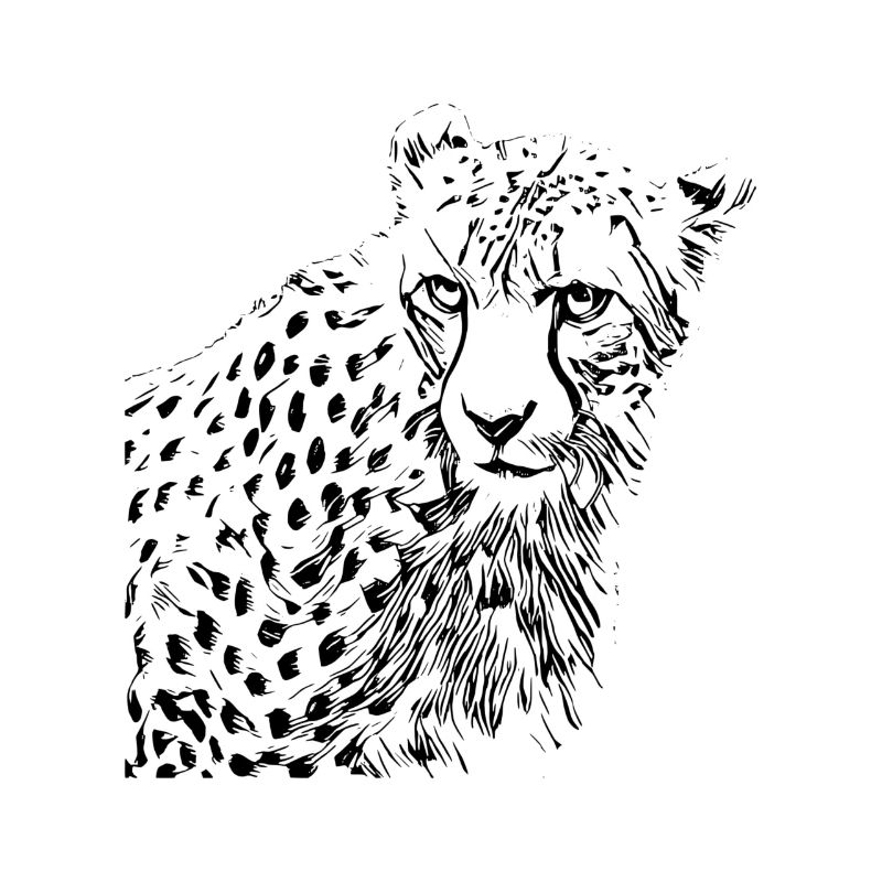 guépard