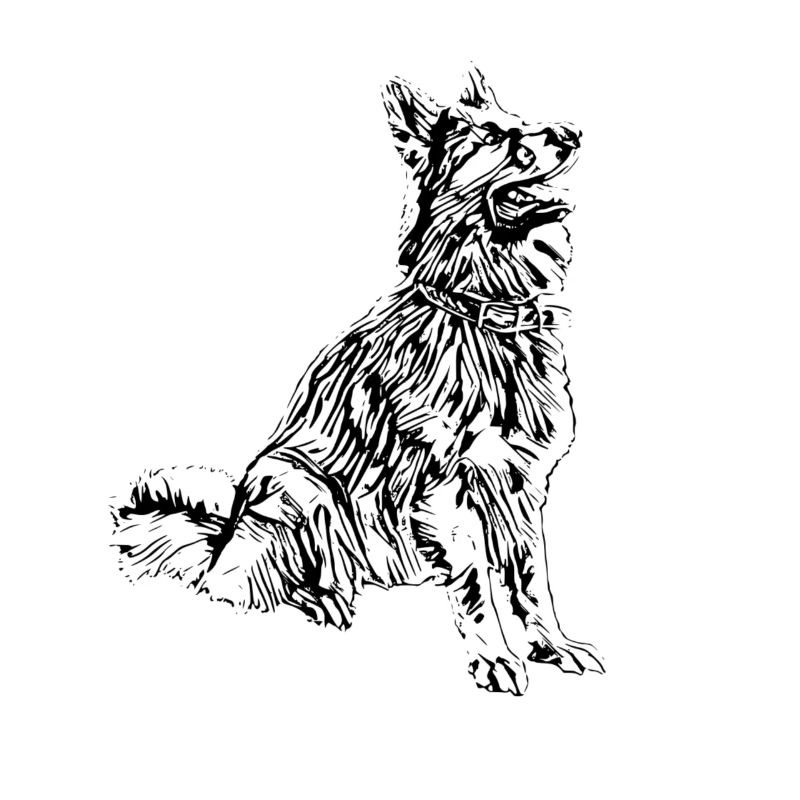 Schäferhund