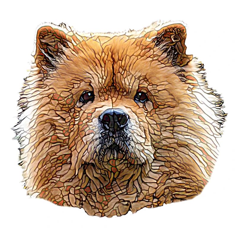 Chow Chow Visage