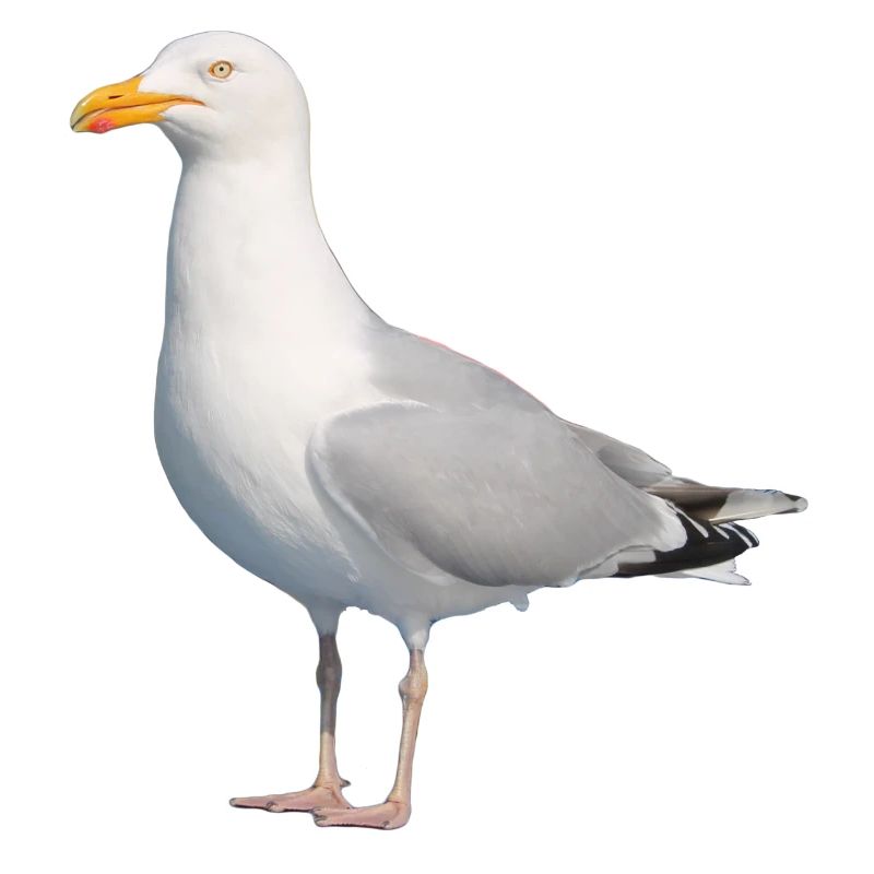 Möwe__Nordisch