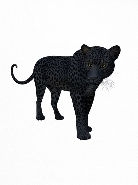 Panter