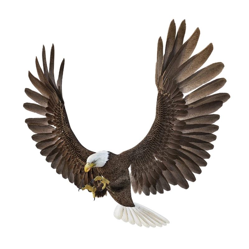 Aigle de mer, aigle, oiseau de proie, oiseau
