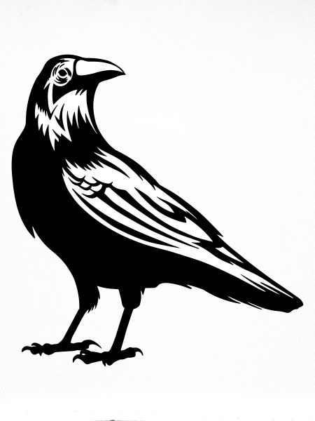 Raven - crow