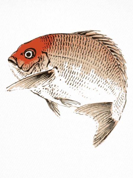 Daurade japonaise (konobairei)