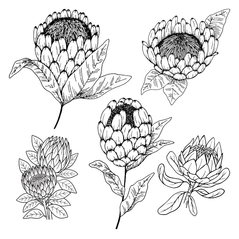 Protea-Blütengruppe